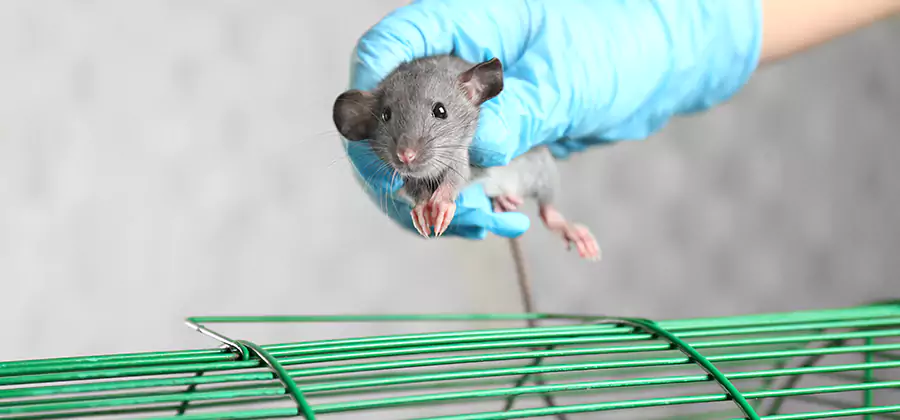 Humane Rat Trapping in Amarillo