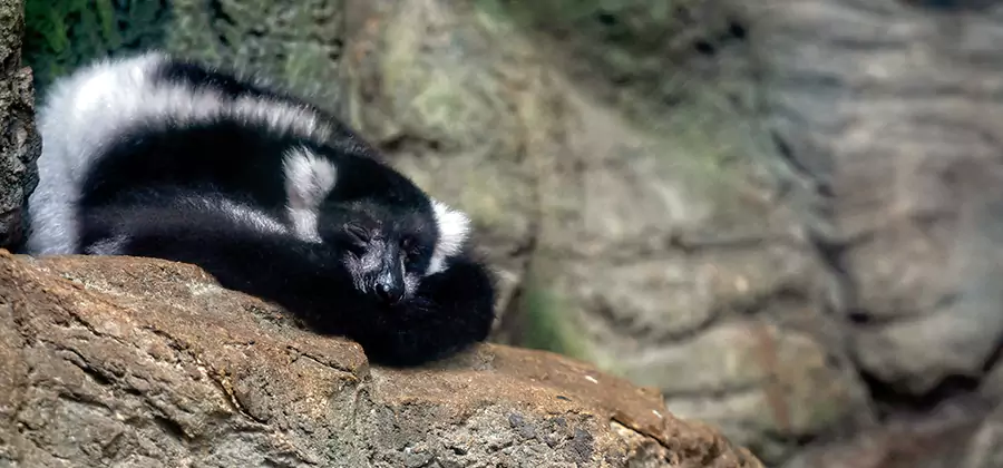 Humane Skunk Removal in Amarillo