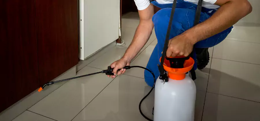 Indoor Insect Killer Solutions in Amarillo