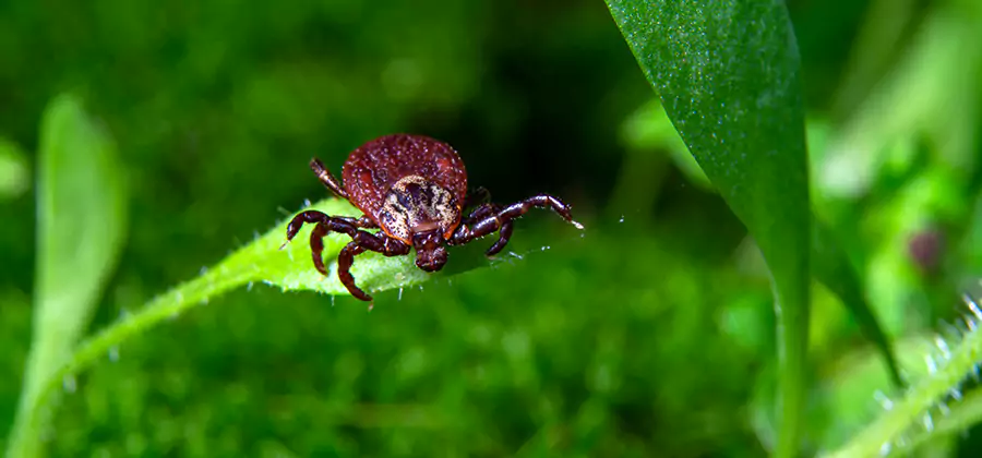 Tick Prevention for Yard in Amarillo