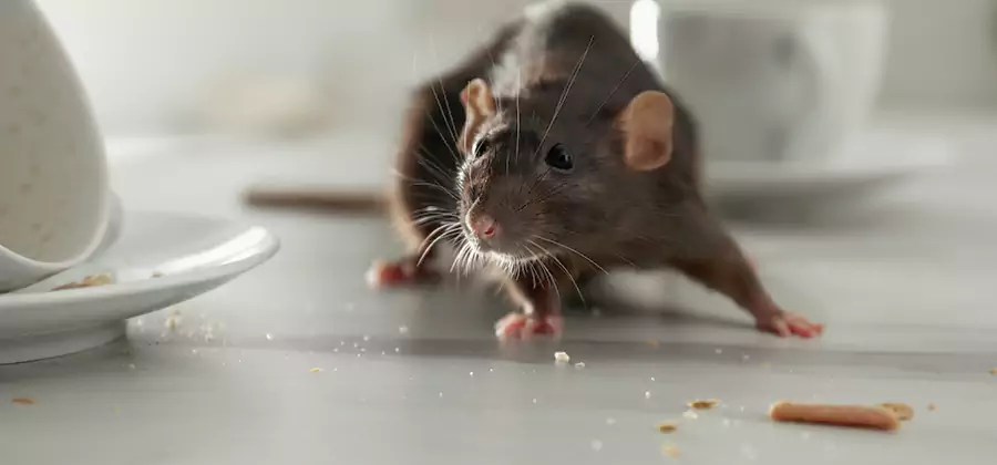 Rodent Feces Removal in Amarillo