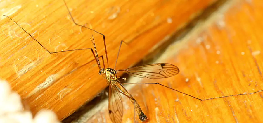 Exterior Mosquito Control in Amarillo