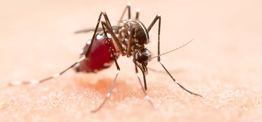 Indoor Mosquito Killer and Interior Control in Amarillo