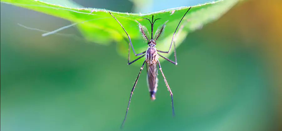 Home Defense Insect Killer in Amarillo
