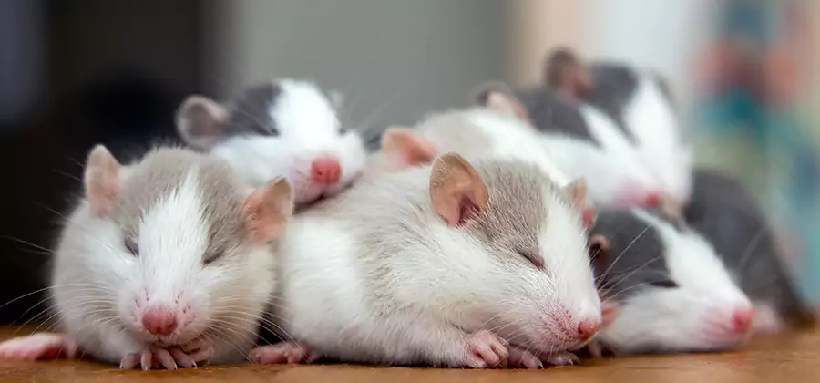Amarillo Pet Safe Mice Control
