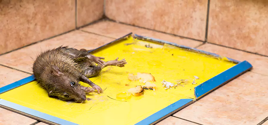Mouse and Rat Control in Amarillo