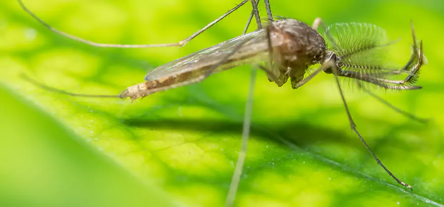 Herbal Mosquito Repellent Treatment in Amarillo