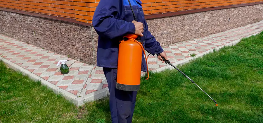 Non Toxic Termite Treatment in Amarillo