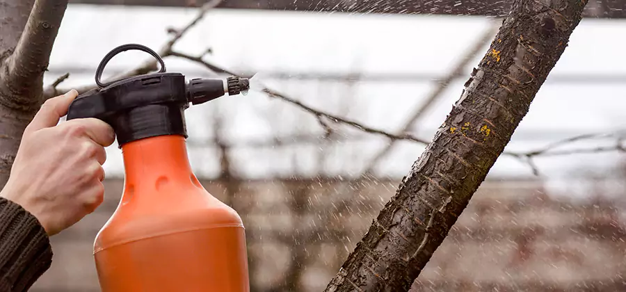 Orange Oil Structural Cavity Treatment in Amarillo