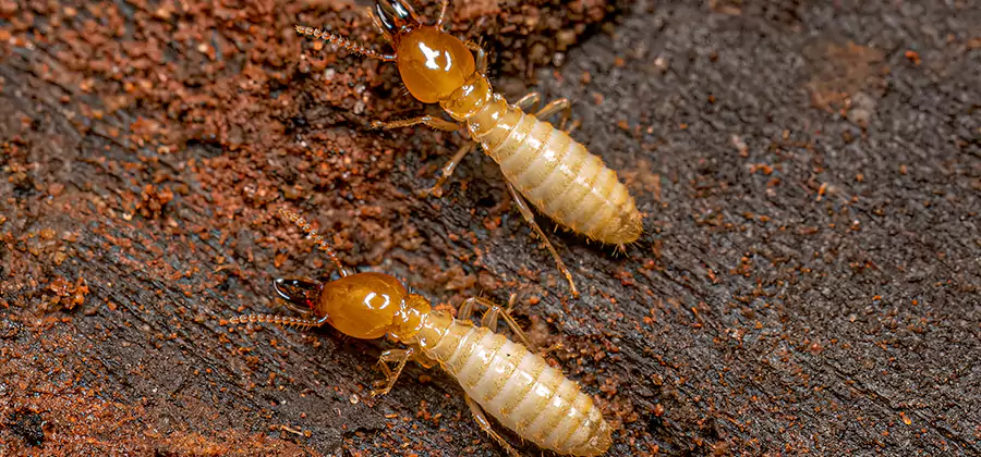 Natural Ant Hill Killer Treatment in Amarillo