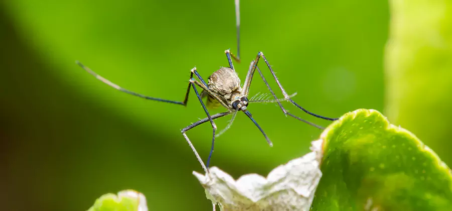 Natural Outdoor Mosquito Repellent in Amarillo