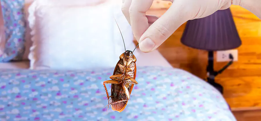 Bed Bug Inspection in Amarillo