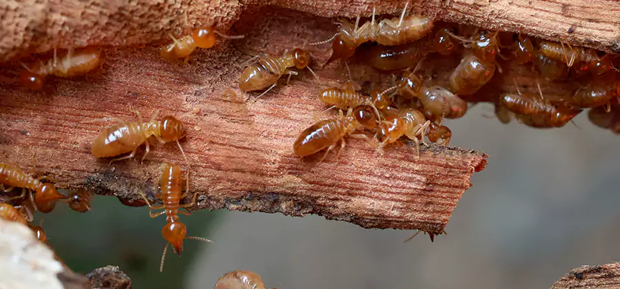 Termite Pest Management in Amarillo