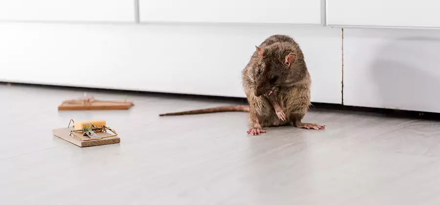 Rat Baiting Removal Service in Amarillo