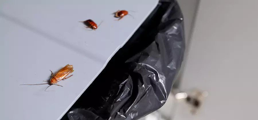 German Roach Pest Control in Amarillo