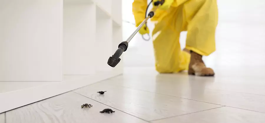 Roach and Bed Bug Exterminator in Amarillo