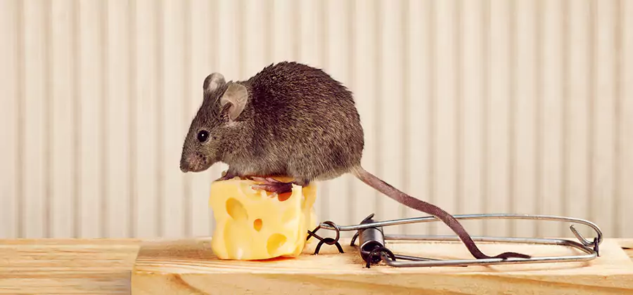 Commercial Rodent Exclusion Services in Amarillo