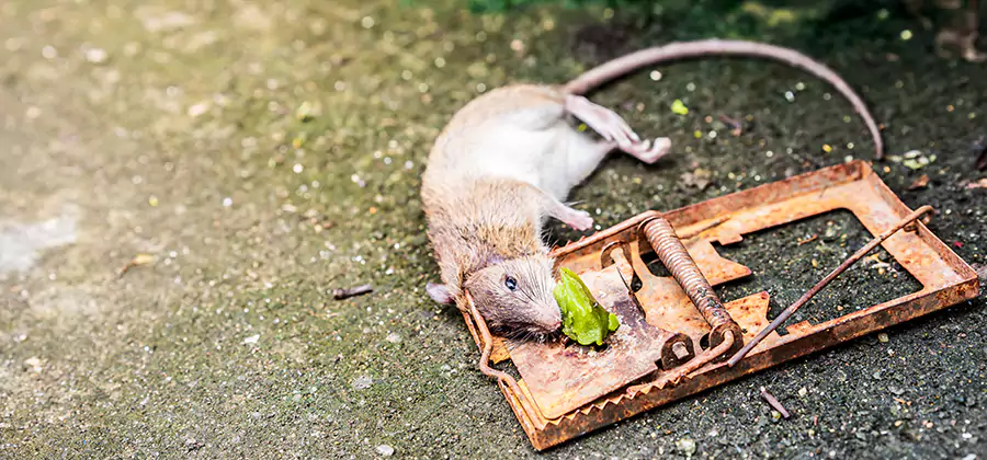 Rat Trapping in Amarillo