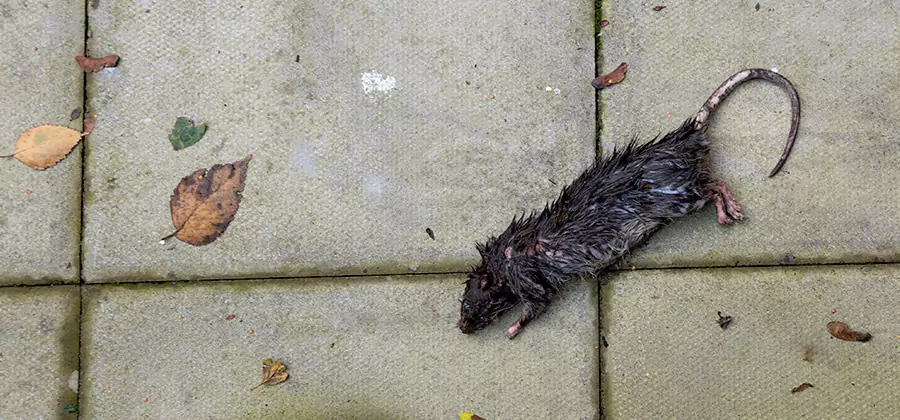 Rodent inspection service in Amarillo