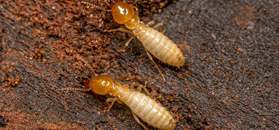 Sentricon Residential Termite Control in Amarillo