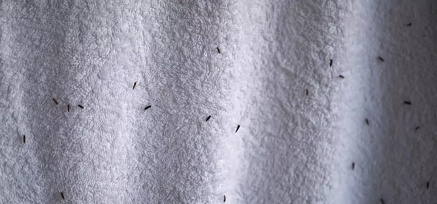 Small Black Ants in Bathroom Treatment in Amarillo