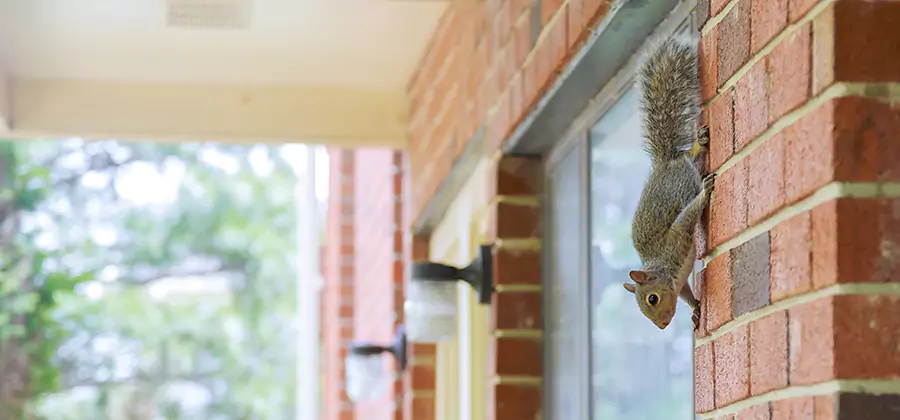Squirrel Inside Walls Removal in Amarillo