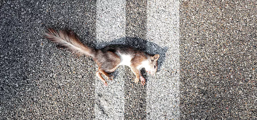 Dead Squirrel Removal in Amarillo
