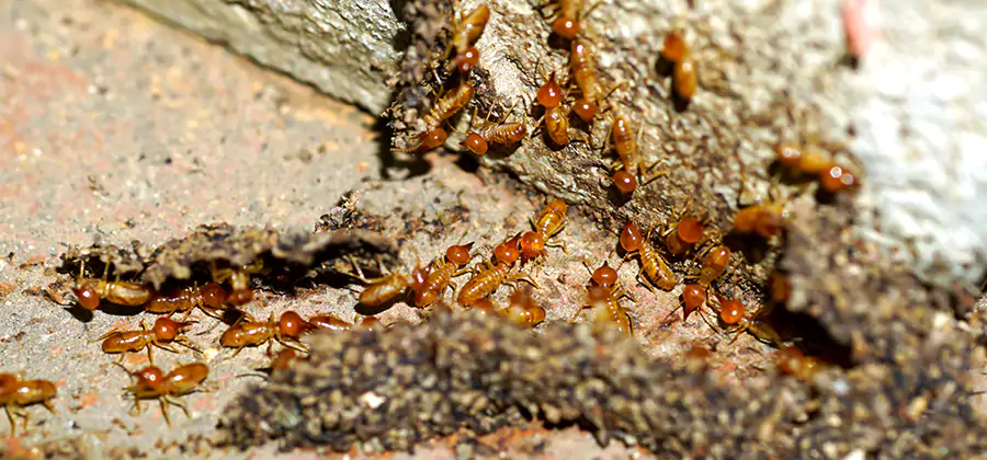 Wood Treatment and Localized Termite Solutions in Amarillo