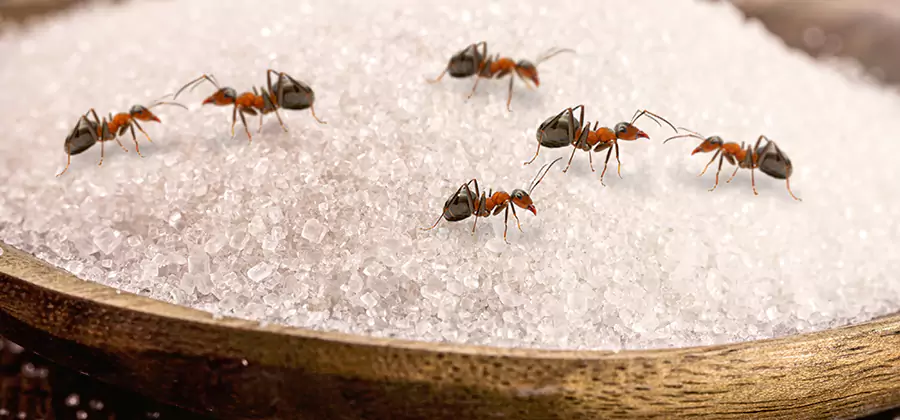 Indoor Sugar Ant Treatment in Amarillo