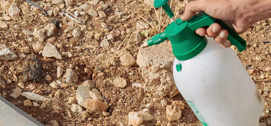Heat Treatment Termite Cost in Amarillo