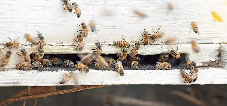 Residential Termite Fumigation in Amarillo