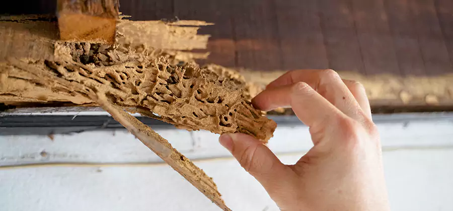 Pre-Purchase Termite Inspection in Amarillo