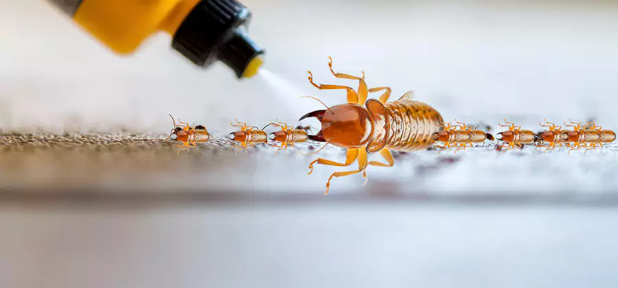 Foundation Termite Spraying Control in Amarillo