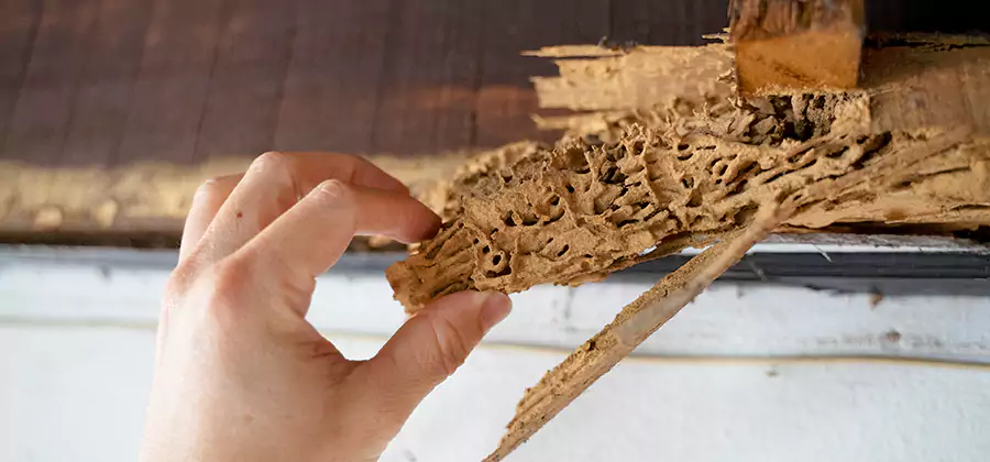 Pre-Construction Termite Treatment in Amarillo