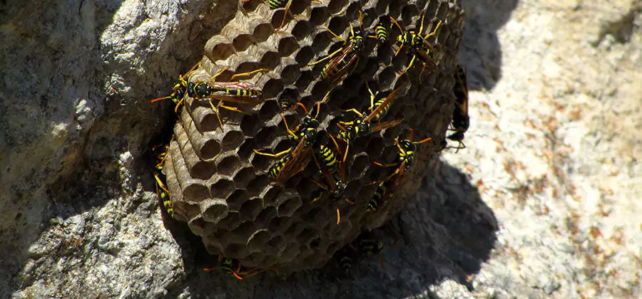 Wasp Nest in Tree Removal Amarillo