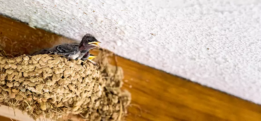 Bird Removal From House in Amarillo