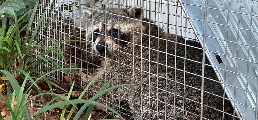 Wildlife Relocation Services in Amarillo