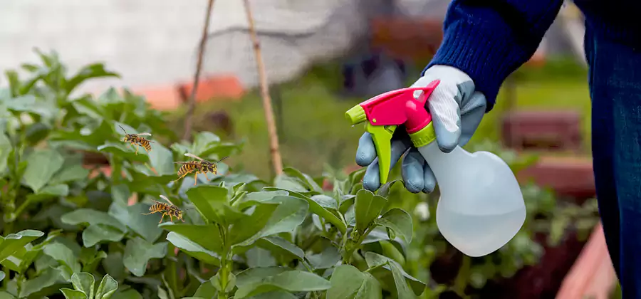 Yellow Jacket Pest Removal for Commercial Properties in Amarillo