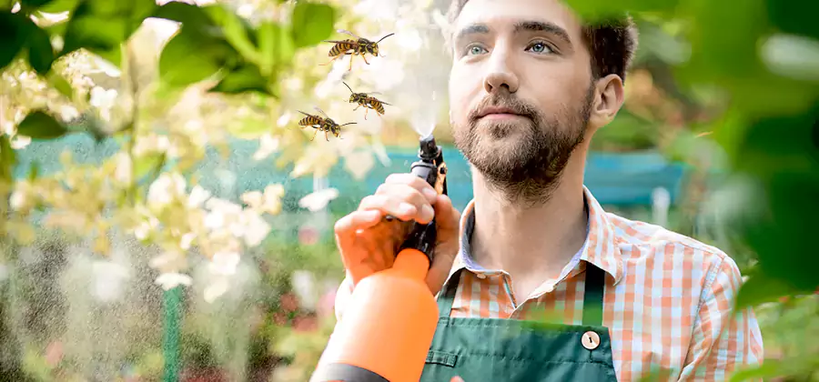 Yellow Jacket Wasp Removal in Amarillo