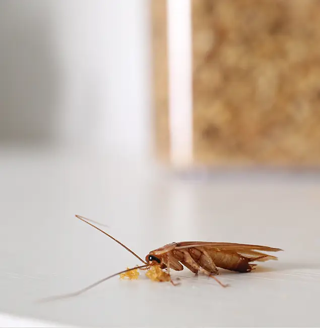Why Amarillo Pest Control Pro Stands Out in Amarillo, TX?