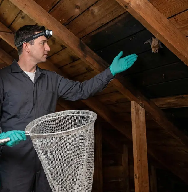 Why Amarillo Pest Control Pro Is the Right Choice in Amarillo, TX?
