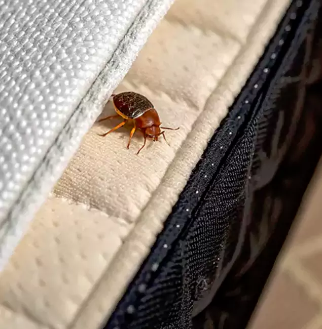 Why Choose Amarillo Pest Control Pro for Bed Bug Treatment at Home in Amarillo, TX?