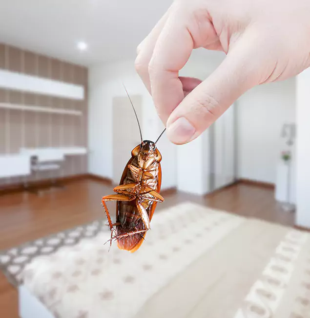 Why Amarillo Pest Control Pro Stand Out For Bed Bug Inspection in Amarillo, TX?