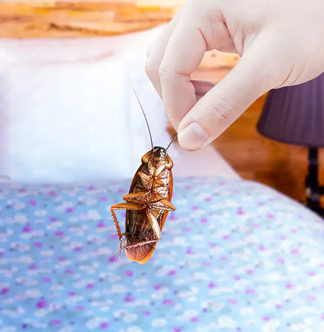 Why Choose Amarillo Pest Control Pro for Bed Bug Treatment in Amarillo, TX?