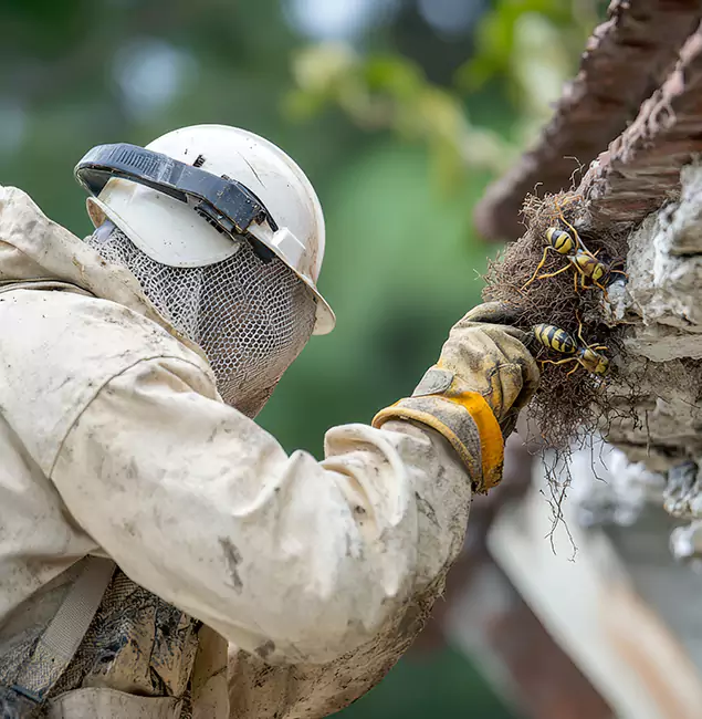 Why Amarillo Property Owners Choose Amarillo Pest Control Pro for Bee Exterminator?