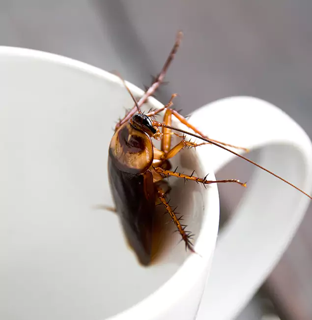 Why Amarillo, TX Residents Trust Amarillo Pest Control Pro for Cockroach Fumigation?