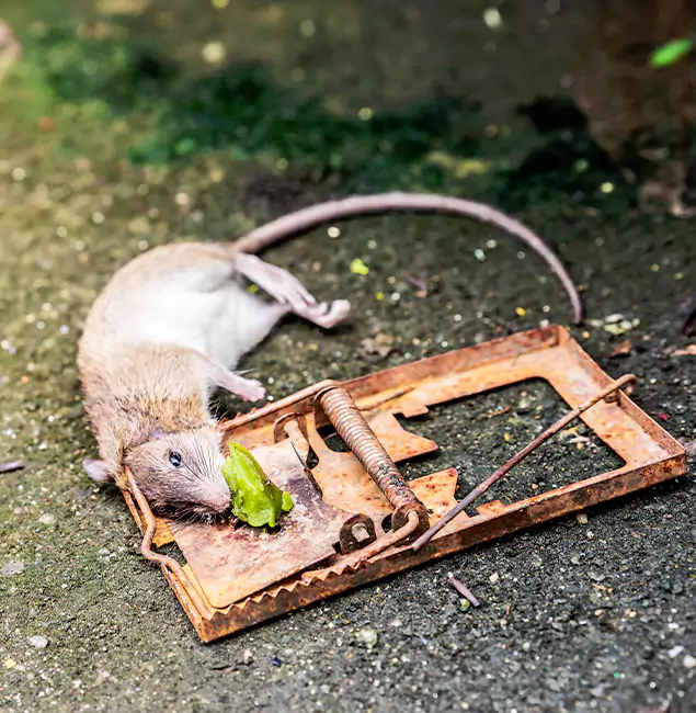 Why Amarillo, TX Homeowners Trust Amarillo Pest Control Pro for Rodent Removal?