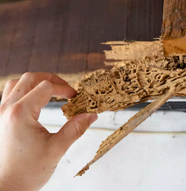 Why Choose Amarillo Pest Control Pro in Amarillo, TX?