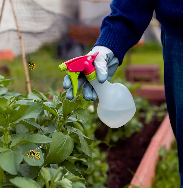 Why Amarillo Homeowners Choose Amarillo Pest Control Pro for Honey Bee Removal?