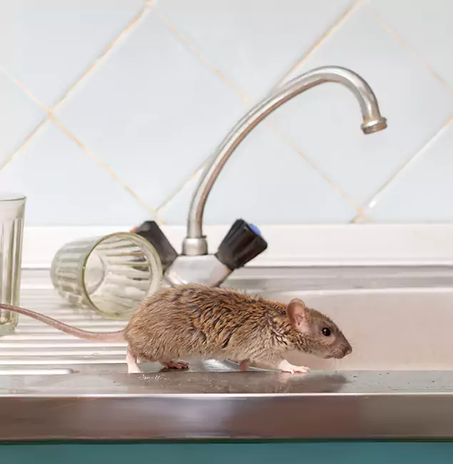 Why Amarillo, TX Trusts Amarillo Pest Control Pro for Humane Rodent Control?